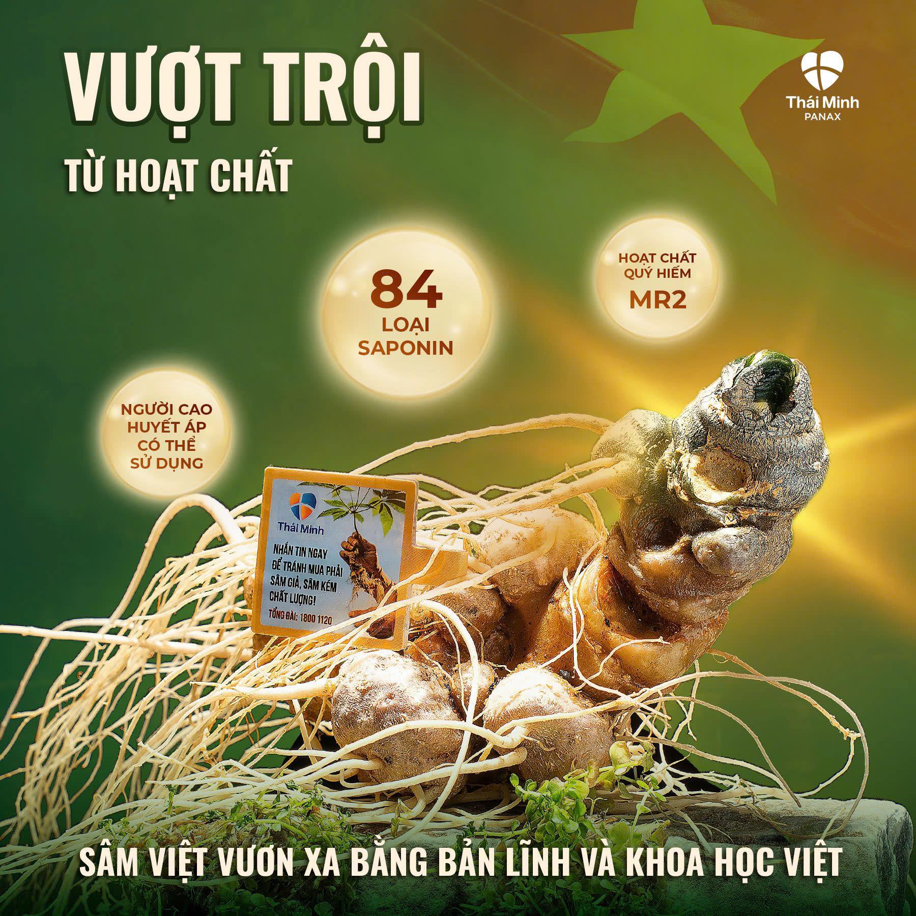 Sâm Lai Châu - “Quốc bảo” dành cho mọi nhà